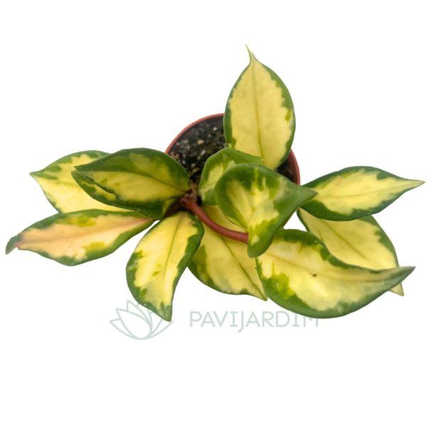 Hoya Carnosa Tricolor