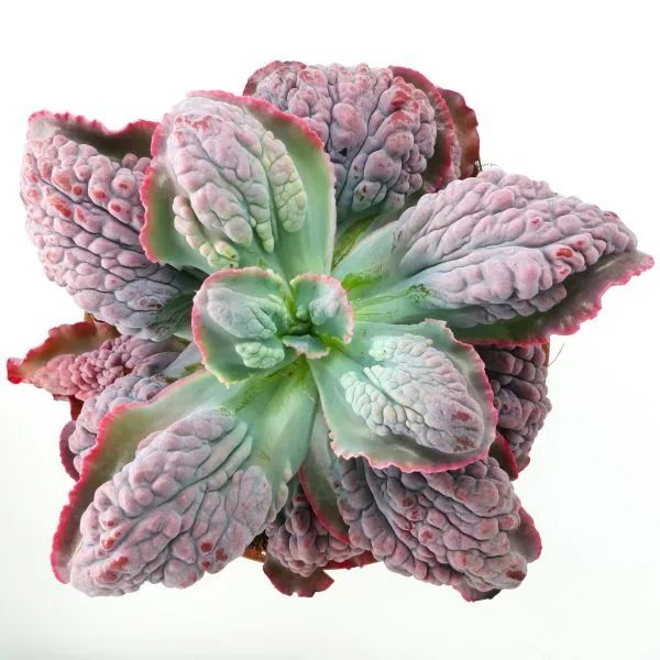 Echeveria Bumps XL Echeveria Bumps XL