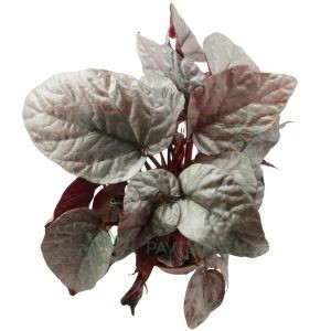 Begonia Rex Silver Limbo