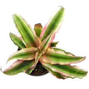 Cryptanthus bivittatus 'Pink Star'