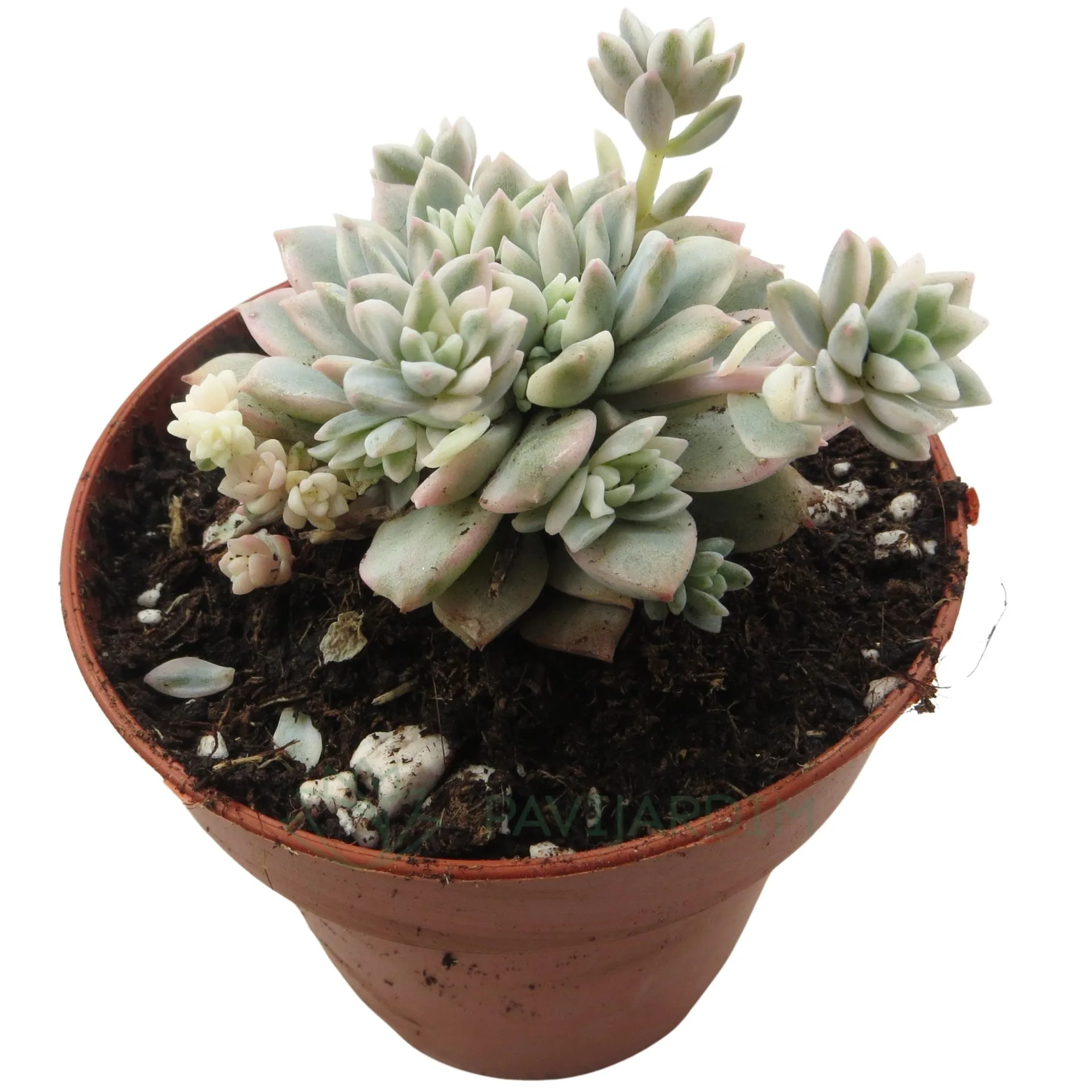 Echeveria Prolfica Variegata - Pavijardim