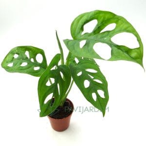 Monstera obliqua 'Monkey Mask'