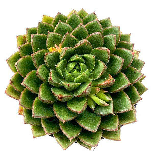 Echeveria Setorum Victor Echeveria Setorum Victor