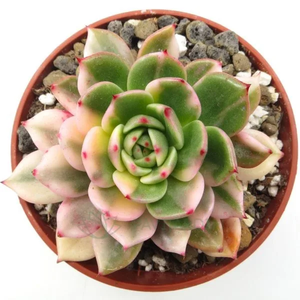 Echeveria Flamenco Var Echeveria Flamenco Var