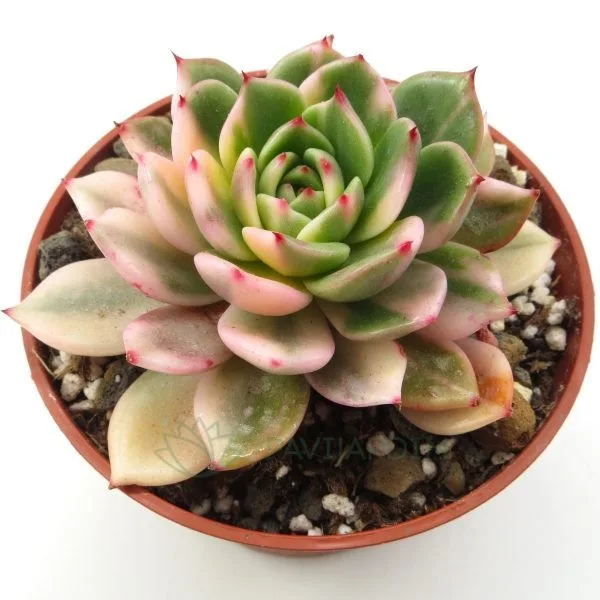 Echeveria Flamenco Var Echeveria Flamenco Var