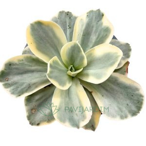Echeveria 'Moon River' Variegata