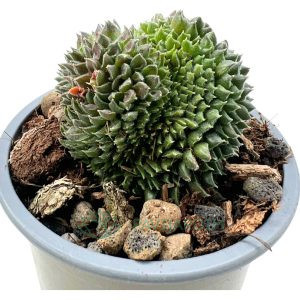 Sempervivum Red Oddity Cristata