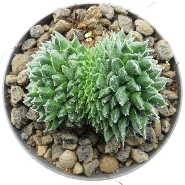 Sempervivum Red Oddity Cristata Sempervivum Red Oddity Cristata