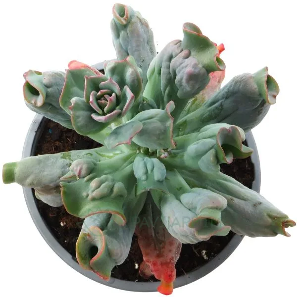 Echeveria Culibra XL 6€ Echeveria Culibra XL