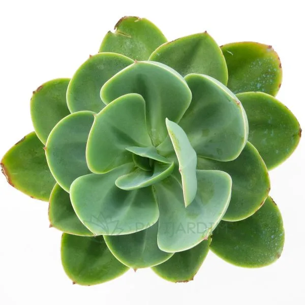 Echeveria Gibbiflora Var Cuanana Echeveria Gibbiflora Var Cuanana