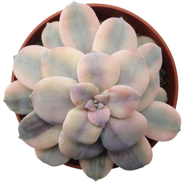 Graptopetalum Superbum Variegata 3 Graptopetalum Superbum Variegata