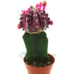 Gymnocalicium Lilás
