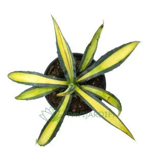 Agave Americana Mediopicta