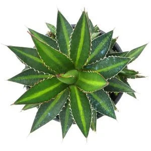 Agave Lophantha Splêndida
