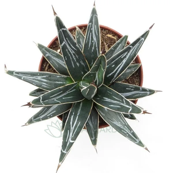 Agave Victoria Reginae