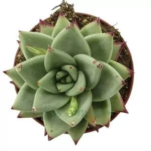 Agavoides-Sirus