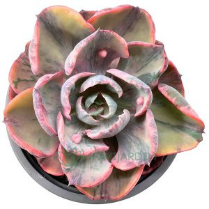 Echeveria 'Beyonce'