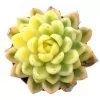 Echeveria Agavoides Red Tip Variegata
