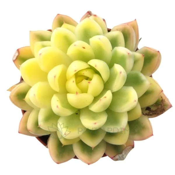 Echeveria Red Tip Variegata Echeveria Agavoides Red Tip Variegata
