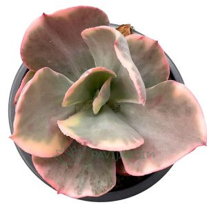 Echeveria chantilly Variegata