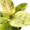 Ficus Elástica ‘Shivereana’