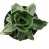 Sanseviera Star Rose