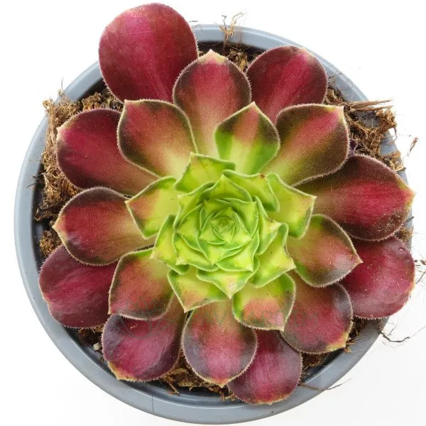 ae116 Aeonium Pink Witch Yellow Midle Aeonium Pink Witch Yellow Middle