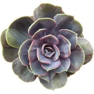 Echeveria Perle Von Nurnberg Monstruosa