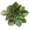 Echeveria Seiten Botan