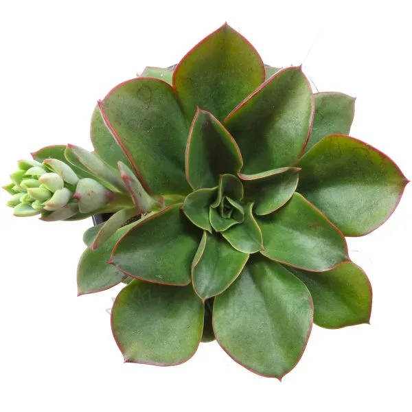 0389 Echeveria Seitan Botan Echeveria Seiten Botan