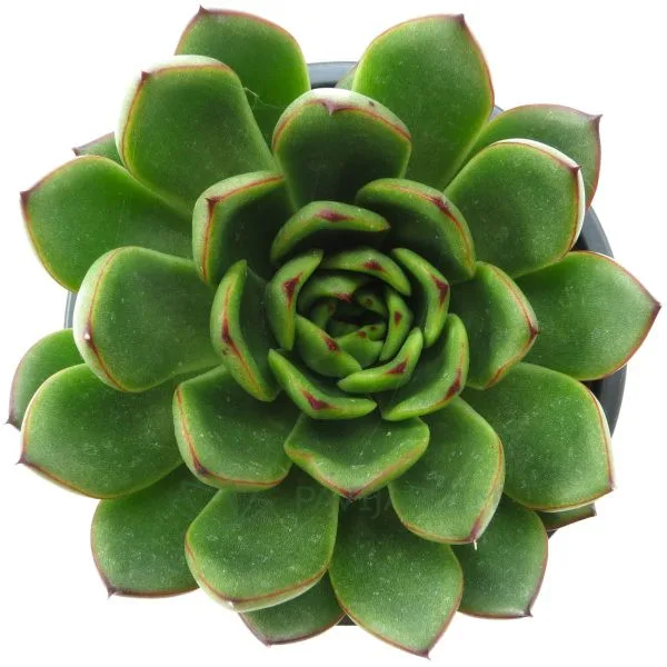 0394 Echeveria Agavoides Christmas Echeveria Agavoides Christmas