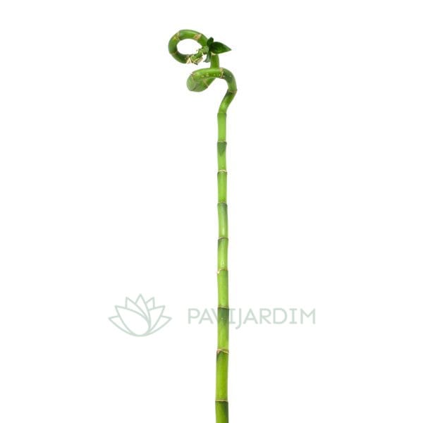 5342e28d-a361-42e8-a085-194beb56f36c Bamboo- Cana da sorte