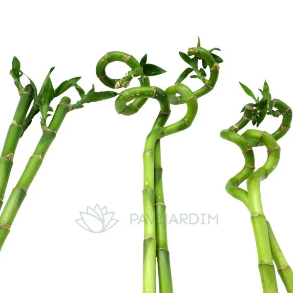 Bamboo- Cana da sorte