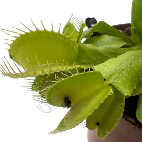 Dioneia Dioneia