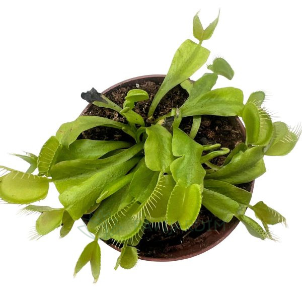 Dioneia Dioneia