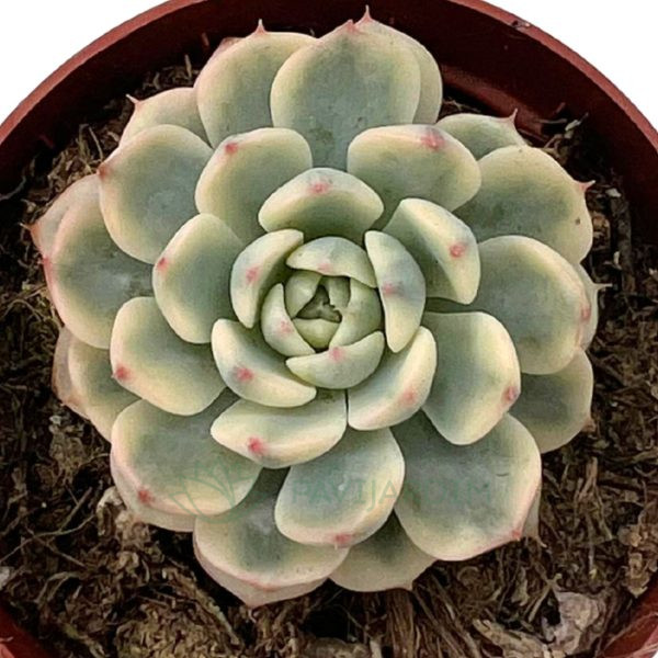 Echeveria Minima Variegata (2) Echeveria Minima Variegata