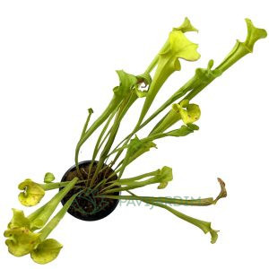 Sarracenia Leucophylla