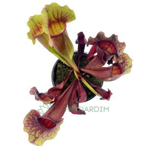 Sarracenia Purpurea