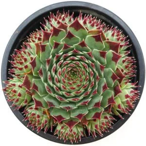 Sempervivum Mint Marvel Chick Charms