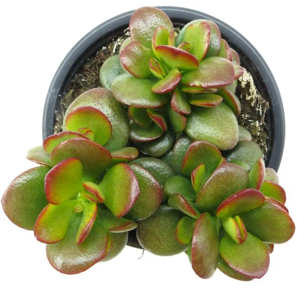 crassula ovata minor 1 Crassula Ovata Minor