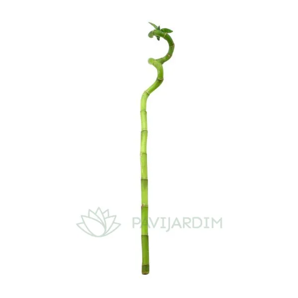 ed57243b-6d3c-4e2e-b9f5-cb2b3c4869da Bamboo- Cana da sorte