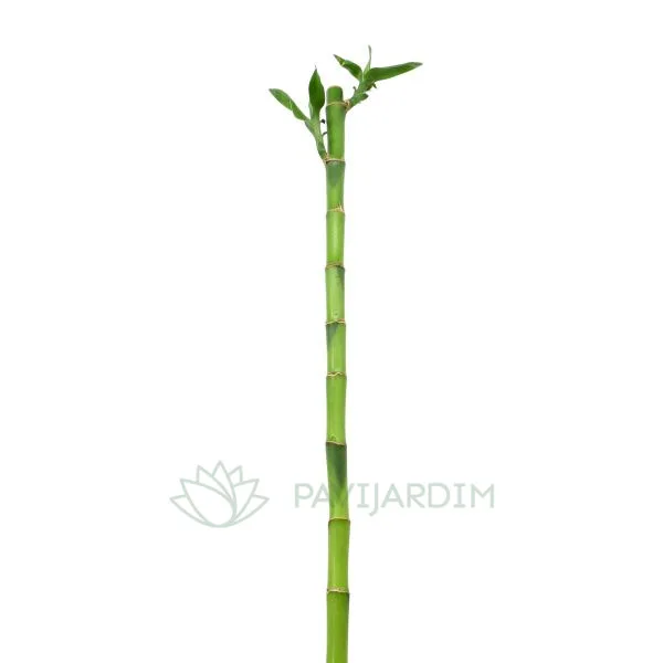 fee5edcb-f7ba-4778-9e32-056e1bde0a17 Bamboo- Cana da sorte