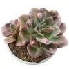 echeveria goiabinha mutação xl