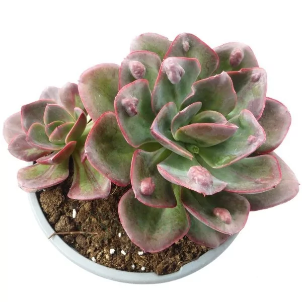 Echeveria Goiabinha Mutação XL echeveria goiabinha mutação xl
