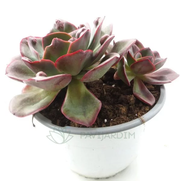 Echeveria Goiabinha Mutação XL (2) echeveria goiabinha mutação xl