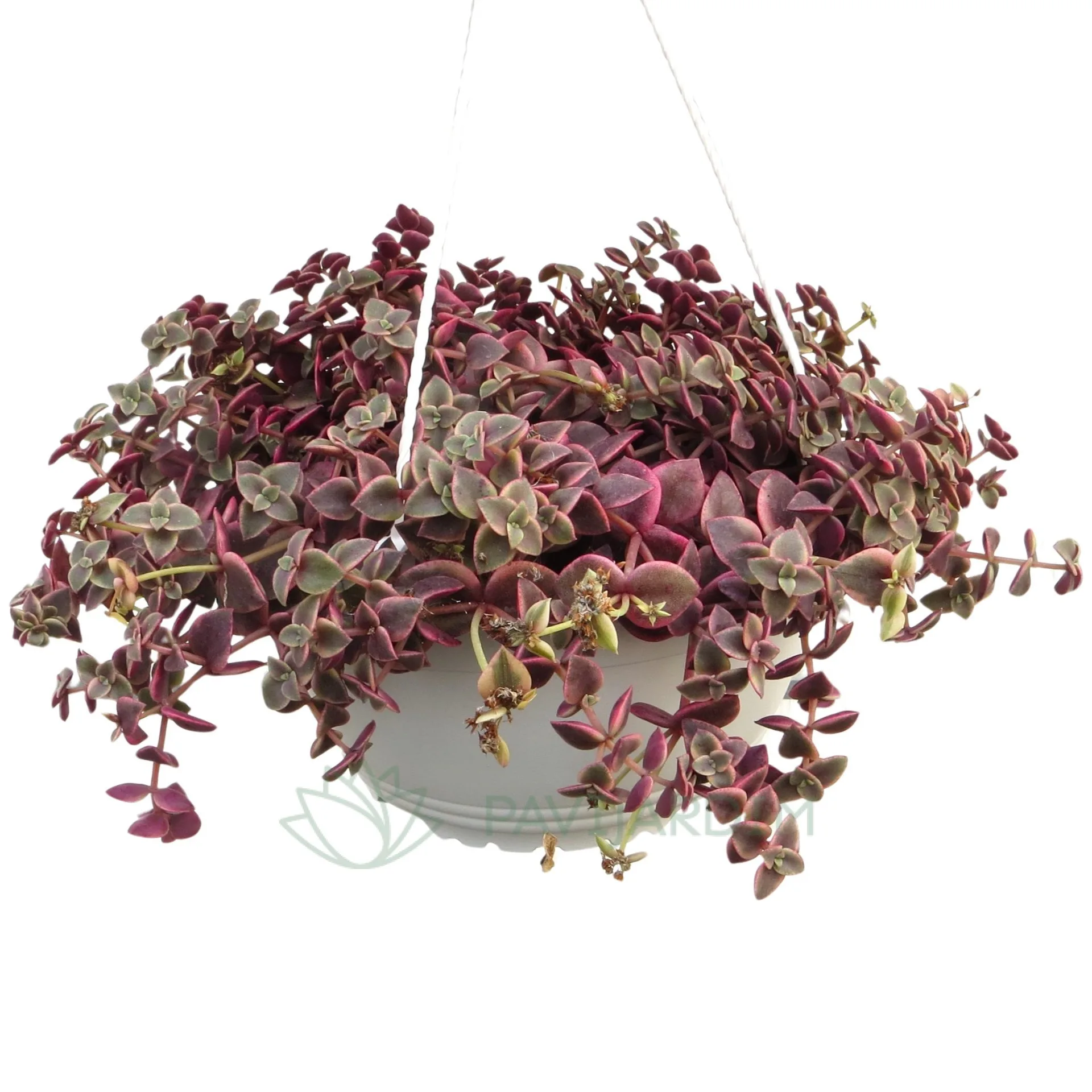 ceropegia woodii variegata Ceropegia woodii f. variegata (Variegated String of Hearts) – Magic Valley  Gardens main image 1