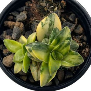 Crassula Spring Time Variegata