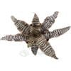 Cryptanthus Zonatus