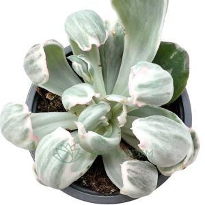 Echeveria 'Berkeley' Variegata