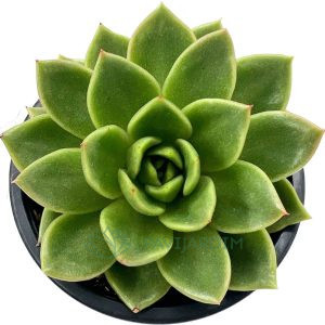 Echeveria Agavoides Prolifera